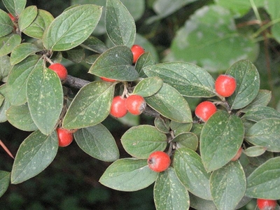 Don't cotton on to the cotoneaster species