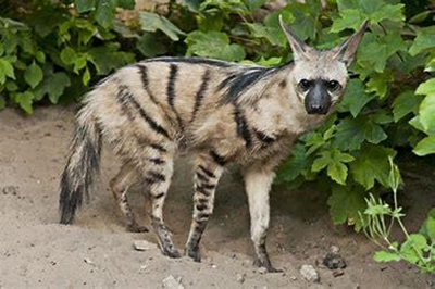 Aardwolwe is nie 'n wolf of jakkals