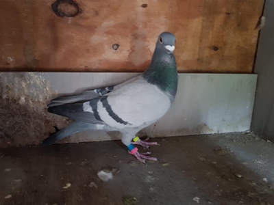 Veiling van wedvlugduiwe Maandag in Mosselbaai