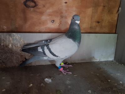 Veiling van wedvlugduiwe Maandag in Mosselbaai