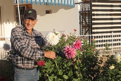 Oudtshoorn se dahliakoning trots op sy blomme