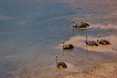SA’s groundwater critical for a secure water future