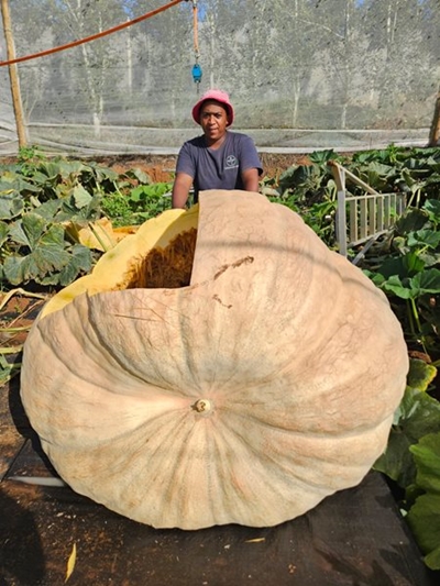 Willem discusses the rotten pumpkin