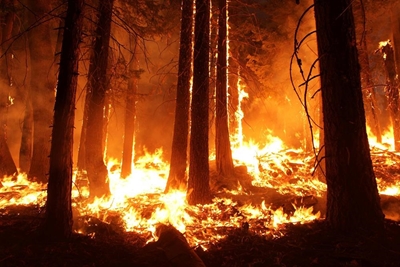 GREF focus on fire prevention in 2020