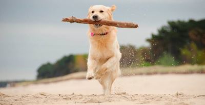 Beaches for dogs
