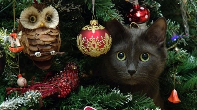 Preparing your home for pet-phobic visitors