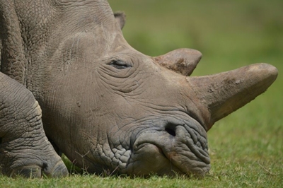 Hawks nab two rhino poaching ‘middlemen’