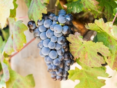 Lock, stock and wine barrel: SA’s top Pinotage wines