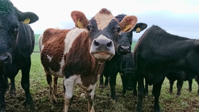Ivermectin for livestock is dangerous for humans
