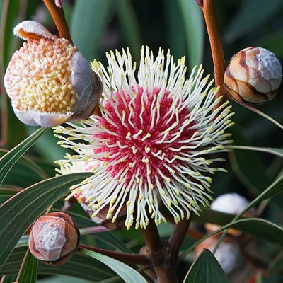 SA sees increase in alien species