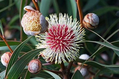 SA sees increase in alien species