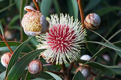 SA sees increase in alien species