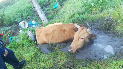 Cow saved from muddy death