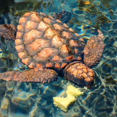 Turtle hatchlings found on beach at Fransmanshoek