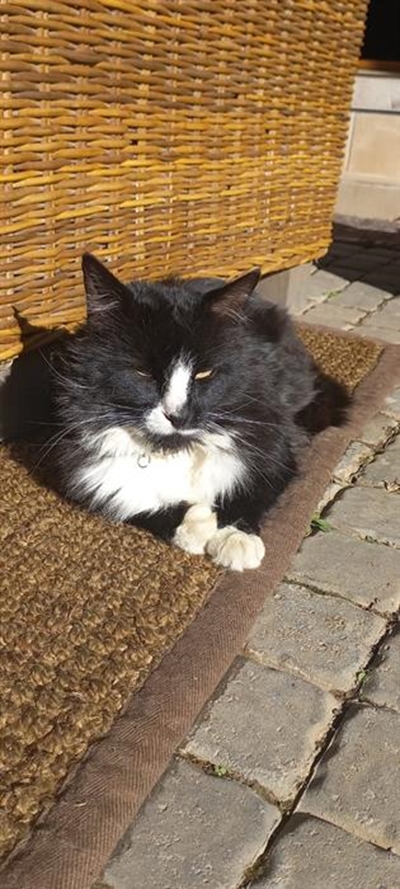Inwoner open saak nadat katte geskiet is