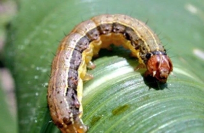 Digital solutions to help in the fight against fall armyworm