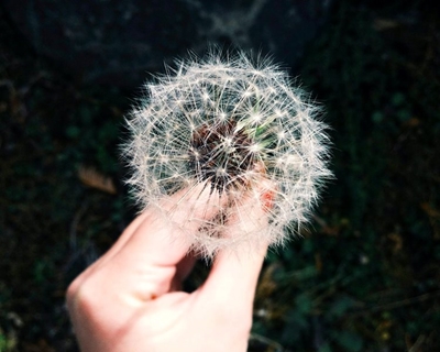 Intense allergy season predicted amid Covid-19 