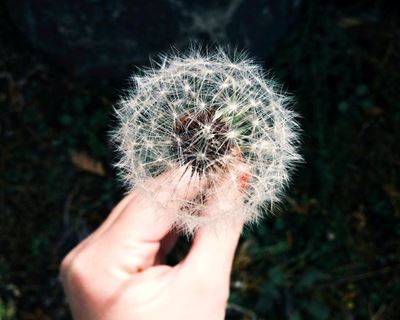 Intense allergy season predicted amid Covid-19 