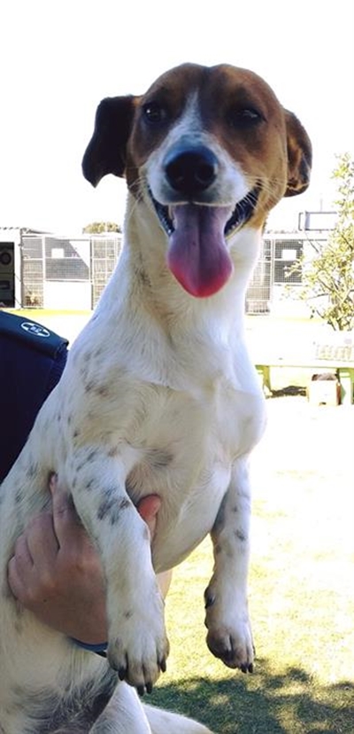 Available for adoption