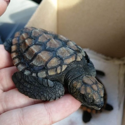 Seeskilpaaie se voortbestaan bedreig