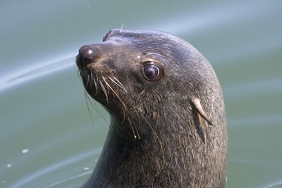 Rabies detected among Cape fur seals 