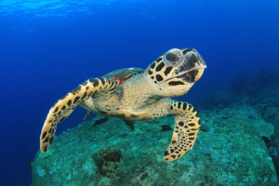 World Sea Turtle Day: Why we need them and they need us 
