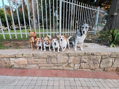 Six doggies are ‘best friends forever’