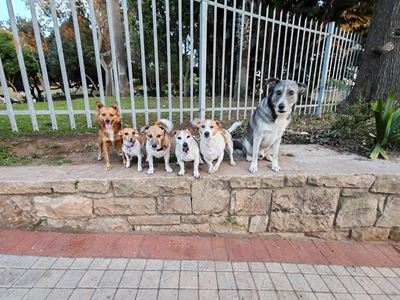 Six doggies are ‘best friends forever’