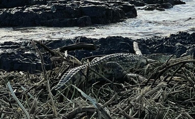 Flooding washes out Crocodile Creek crocs into river and Westbrook Beach