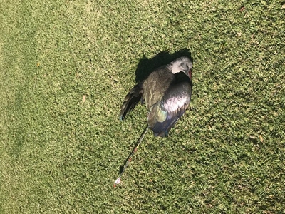 Hadeda killed with bow and arrow