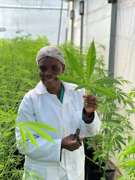 South Africa's largest medical cannabis facility unveiled by Cannsun Medhel Group PLC | George Herald
