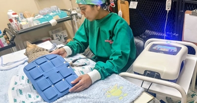 The golden years: Why senior pet health matters 