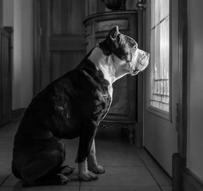 How to ease separation anxiety in dogs