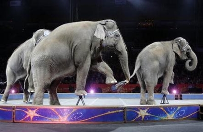 Locals take a stand against circus 