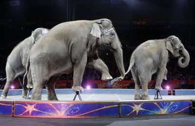 Locals take a stand against circus 