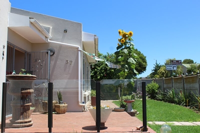 Stilbaai se reuse sonneblom