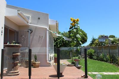 Stilbaai se reuse sonneblom