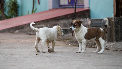 Littermate syndrome in puppies