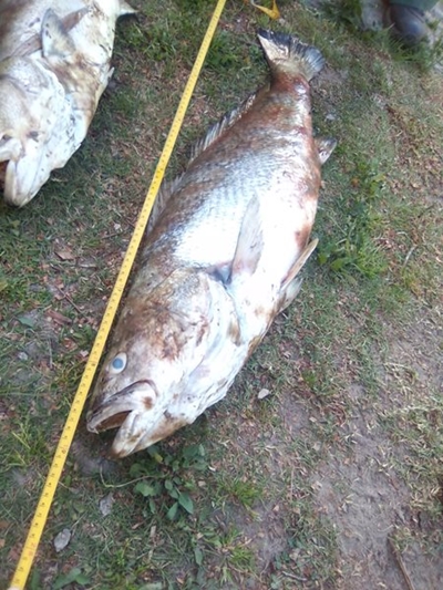 Fish mortalities on Touw Estuary