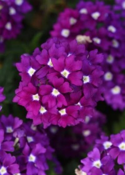 Prune and plan your summer garden