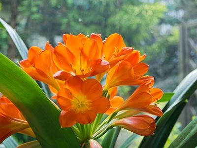 Onthou: Clivia-skou op 6 Augustus