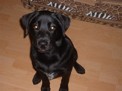 Diesel the miracle dog