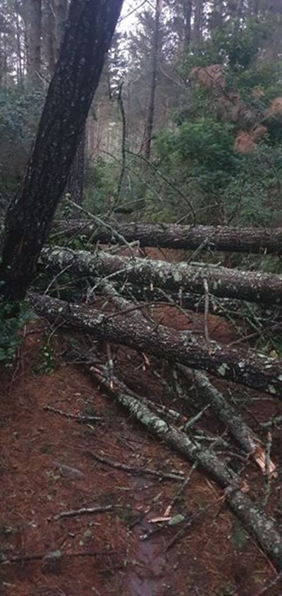 Safety notice - fallen trees