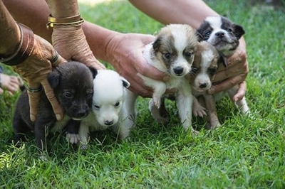 Pups up for adoption