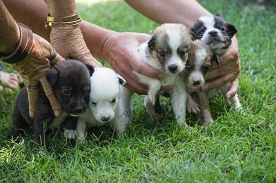 Pups up for adoption