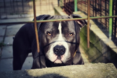 Boy (8) mauled to death by dog in Bloemfontein