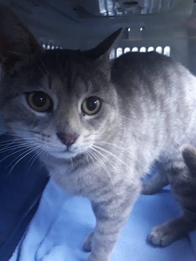 Injured cat found