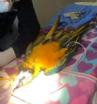 UP-led team gives macaw new lease of life with 3D-printed beak
