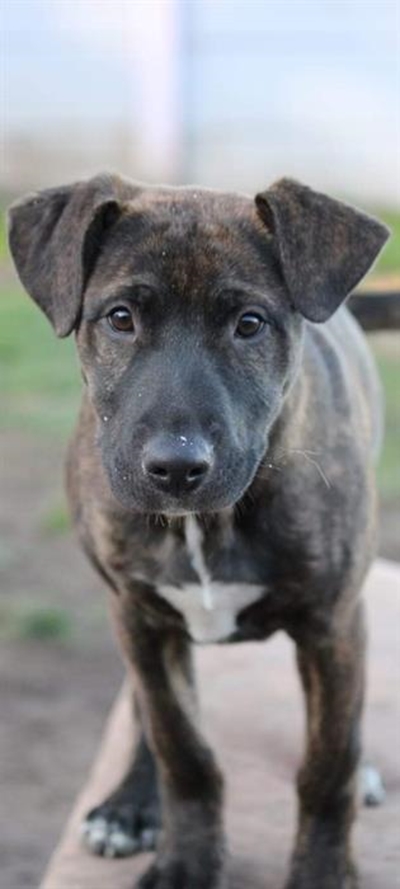 K9 companions at Odin