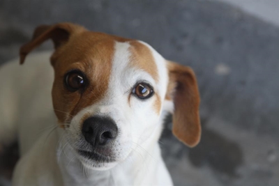 Adopt a dog from the SPCA